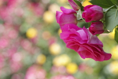 空港の薔薇園で