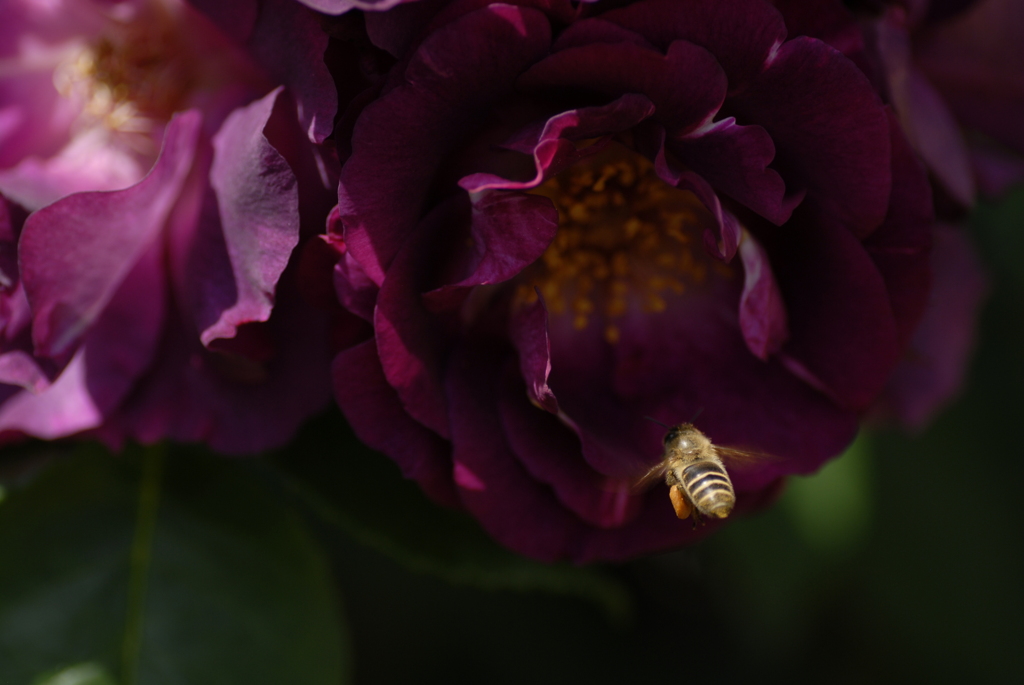 誘われて（空港の薔薇園で）