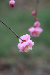 春枝垂れ