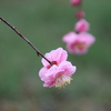 春枝垂れ