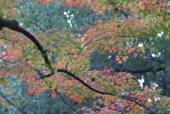 紅葉谷にて(1)