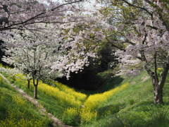 桜三景