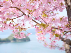 海辺に春が来た