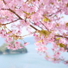 海辺に春が来た