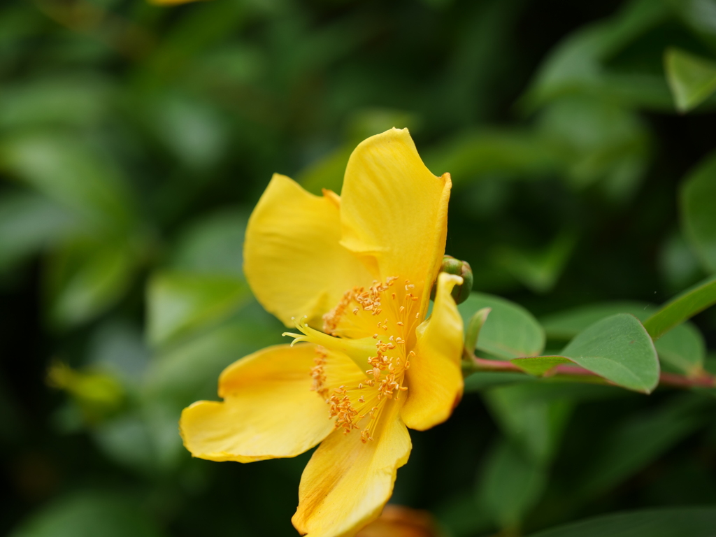 悲しみを止める（素敵な花言葉）