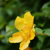 悲しみを止める（素敵な花言葉）