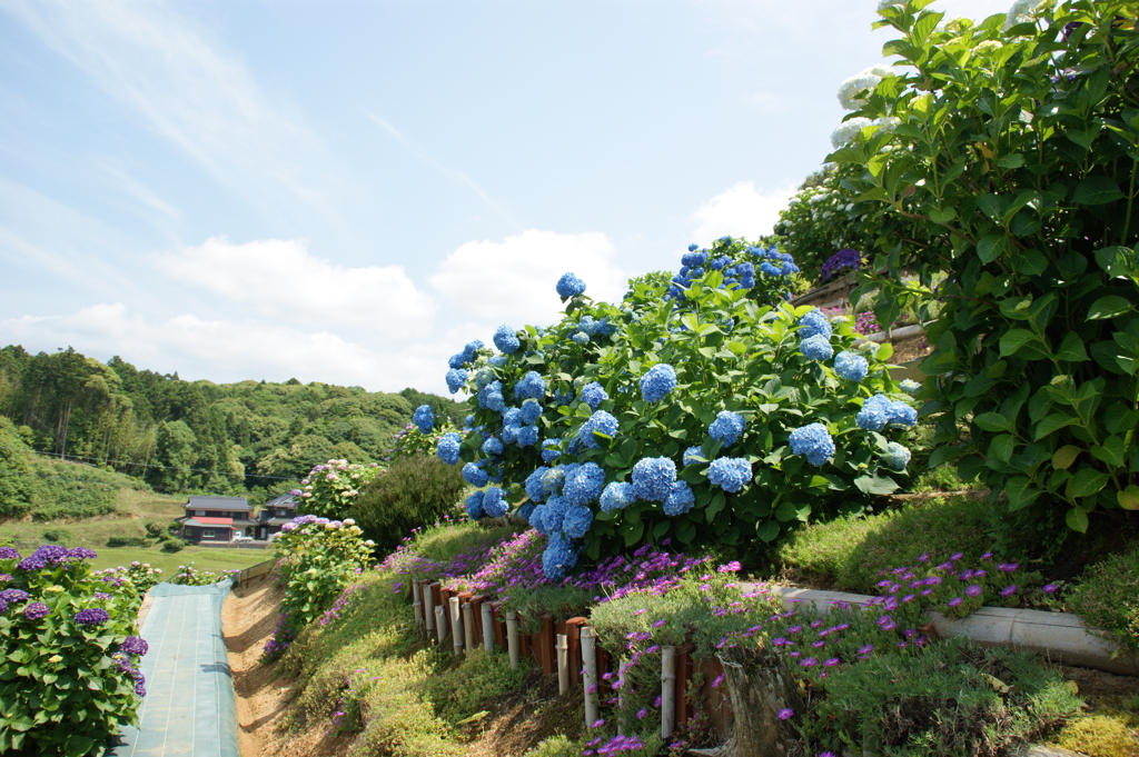 あじさい紀行（田耕あじさい園から）
