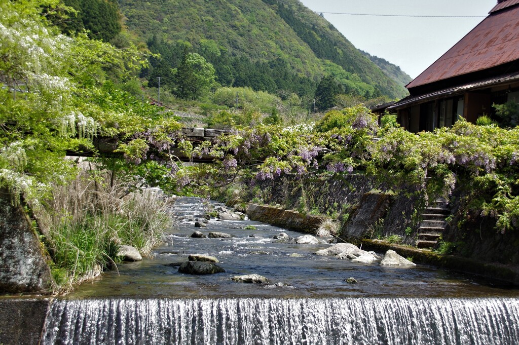 愛の藤橋