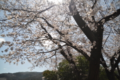 春光をあびて