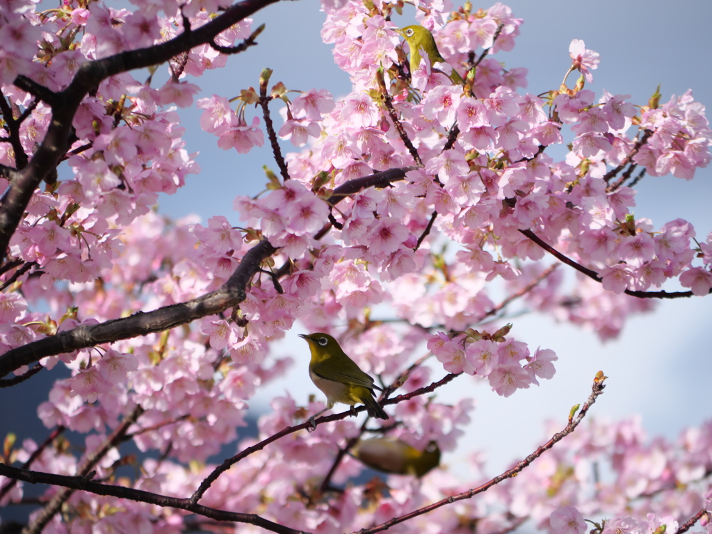 春の公園で