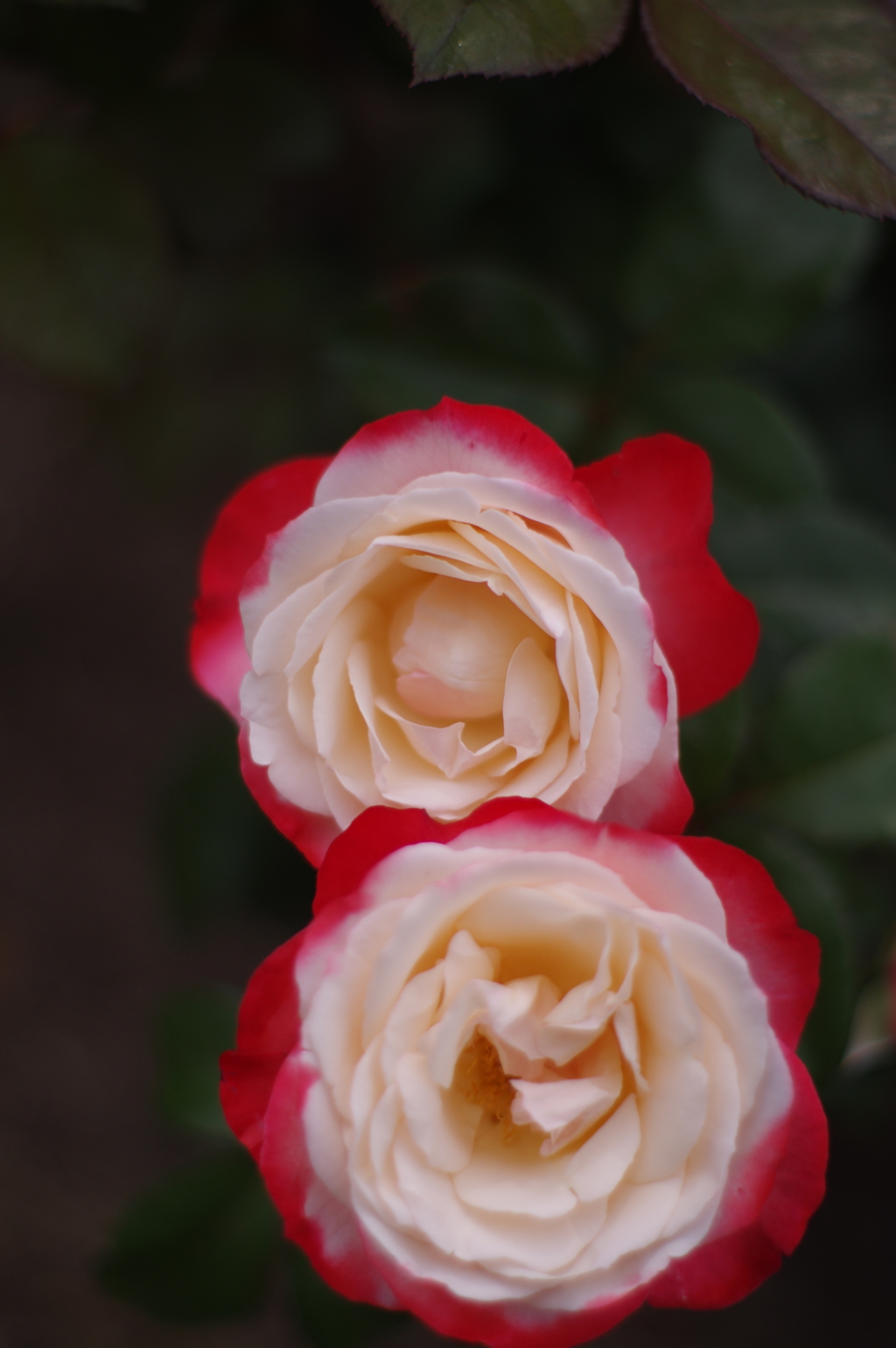 連薔薇
