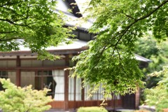 初夏の日差し