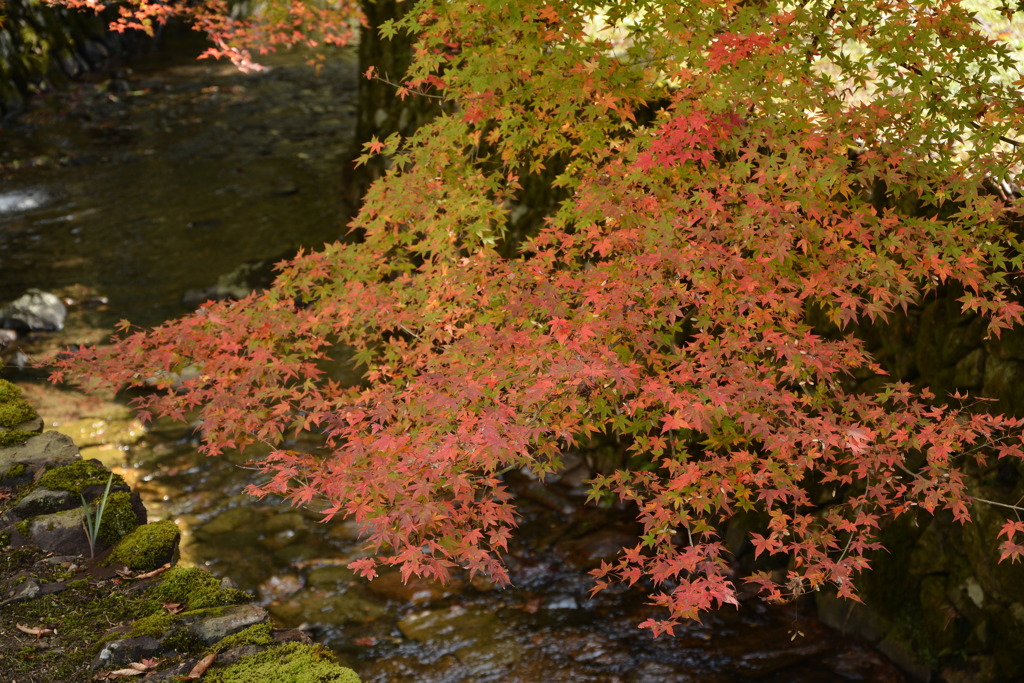 川面に紅葉