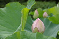 未来