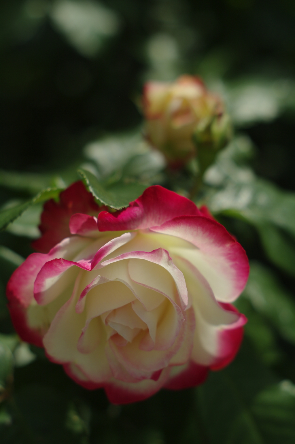 空港の薔薇園で
