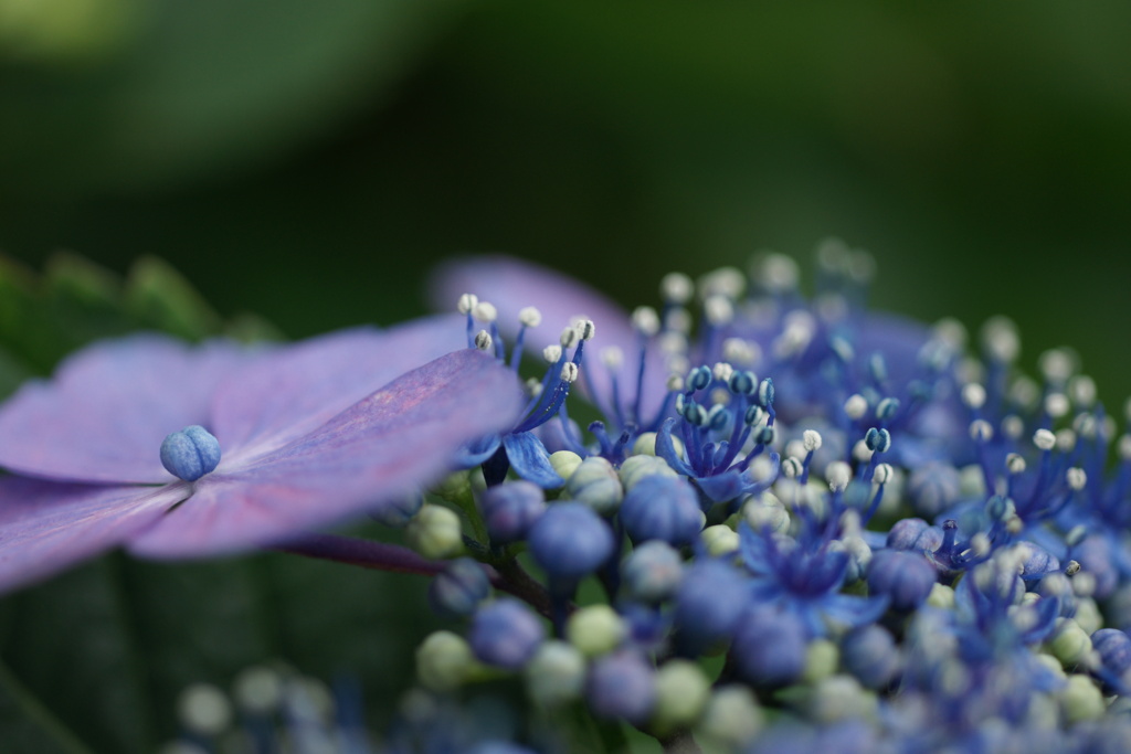 どっちが花でもいいよね
