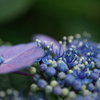 どっちが花でもいいよね