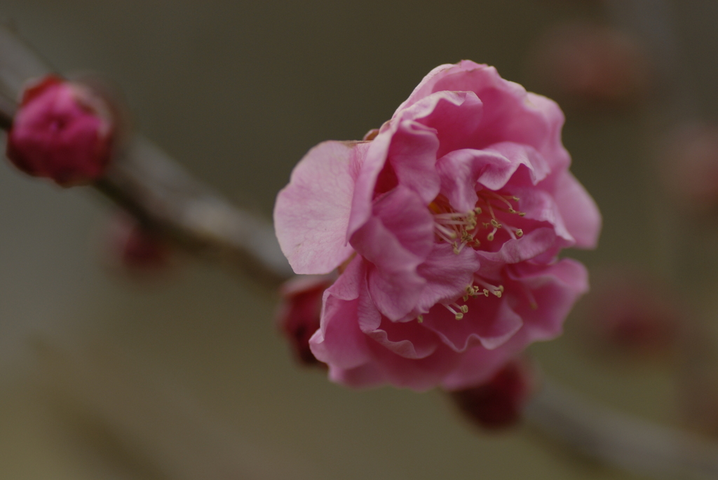 早春花（紅梅）