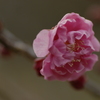 早春花（紅梅）