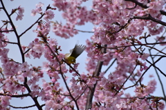 花から花へと