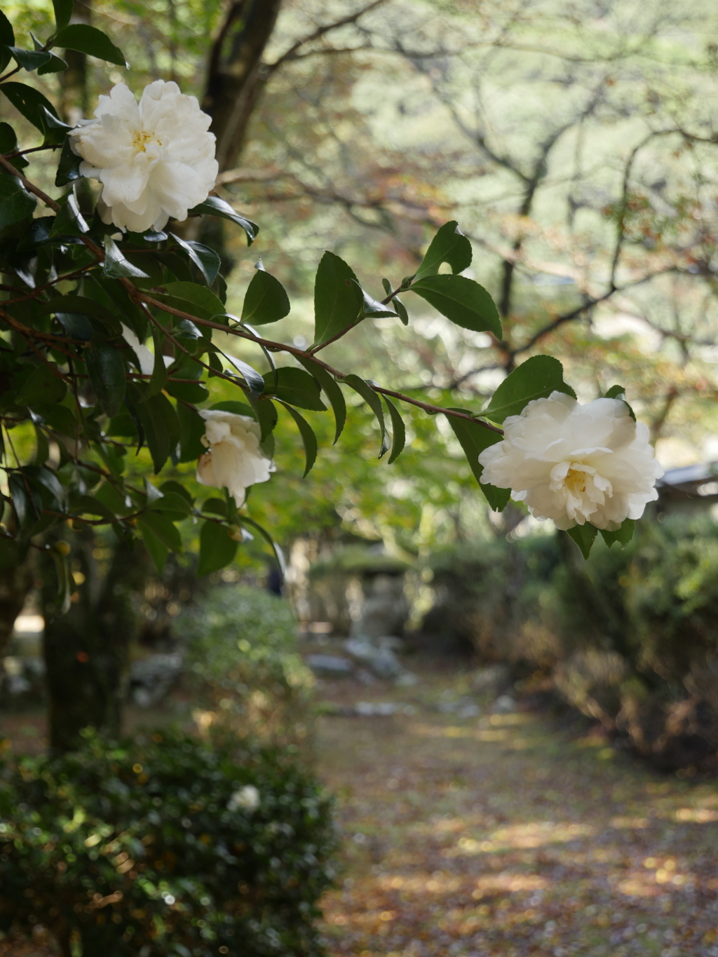 山茶花のいる道