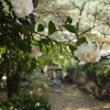 山茶花のいる道