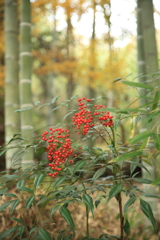 紅一点