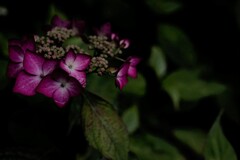 紫陽花