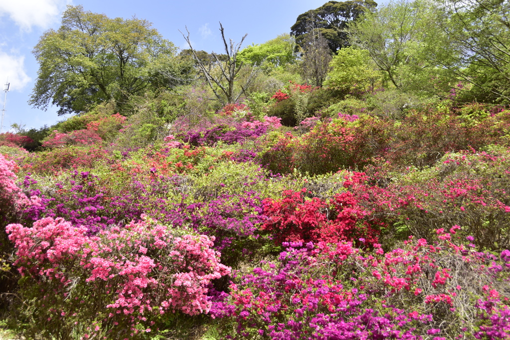 つつじ山から