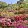 つつじ山から