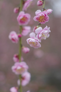 枝垂れ薄紅