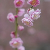 枝垂れ薄紅