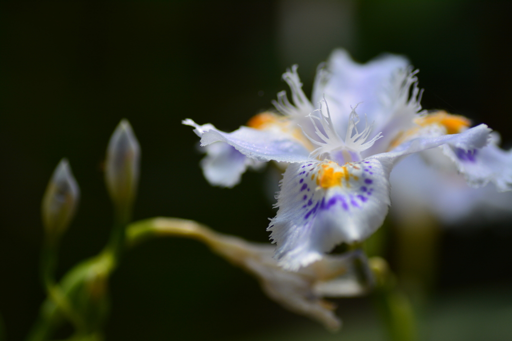 胡蝶花