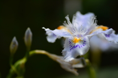 胡蝶花