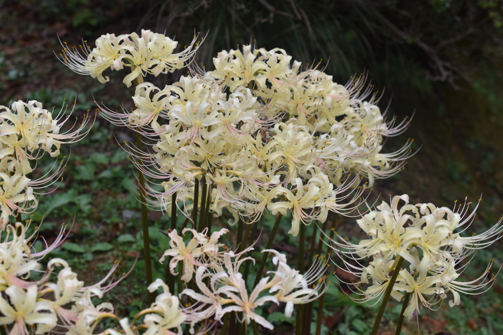 曼珠沙華