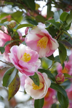 優しく華やかに