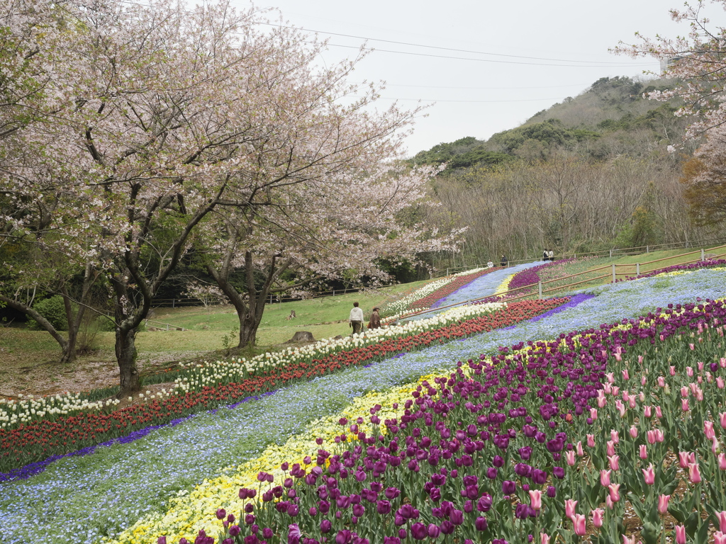 春紀行（春花道）