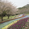 春紀行（春花道）