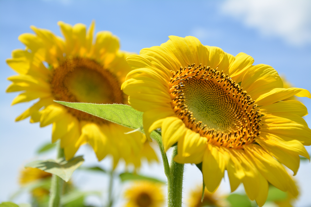 夏陽に向かって