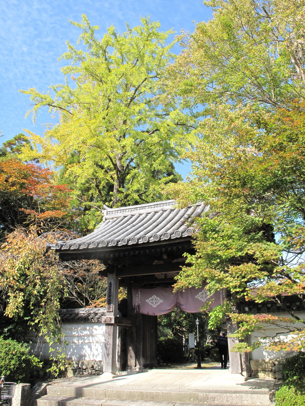 銀杏も少し彩づいて