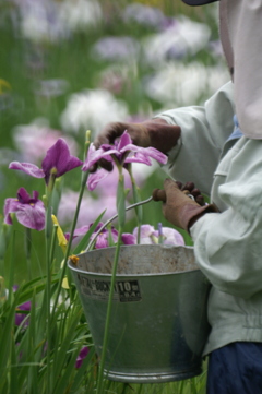 菖蒲園で