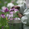 菖蒲園で