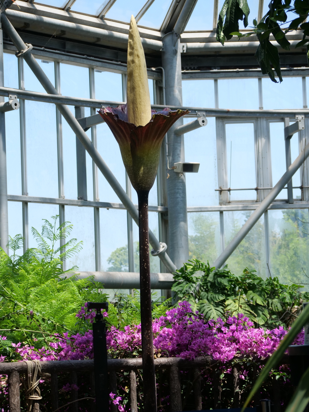 巨大こんにゃくの花、咲きました（アモルフォファルス・デカス・シルヴァエ）