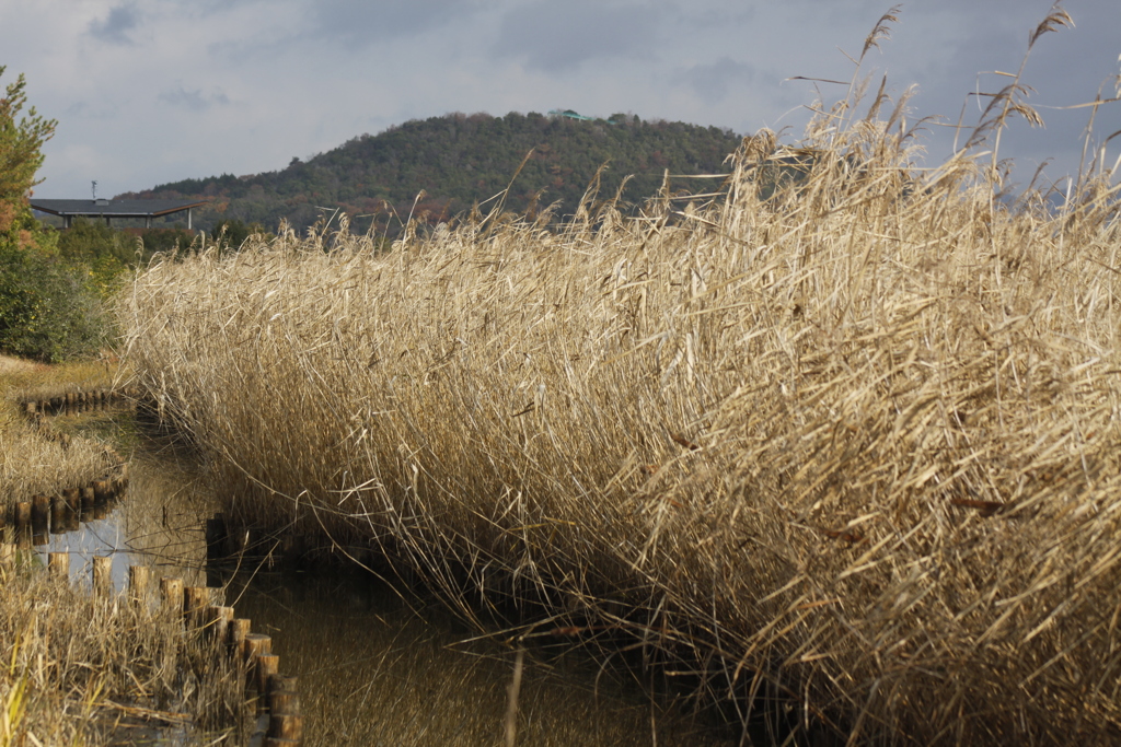葦原
