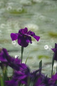 気高き彩（菖蒲園にて）