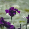気高き彩（菖蒲園にて）
