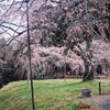 季節外れだけど（南明寺の糸桜を訪ねて）