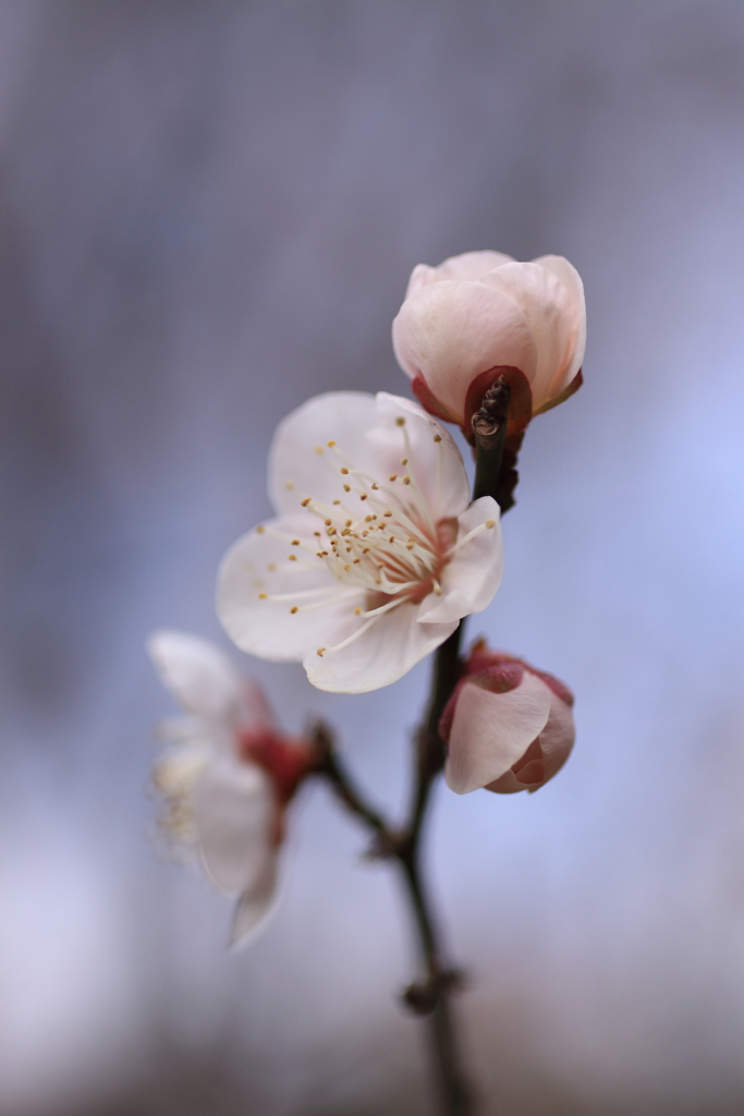 柔らかくも凛として