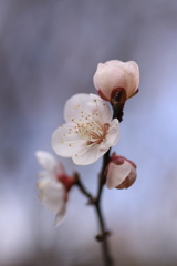 柔らかくも凛として