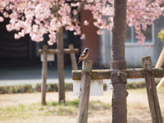 ひとやすみ